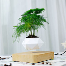 Load image into Gallery viewer, Floating Plants Home Decor - OZN Shopping