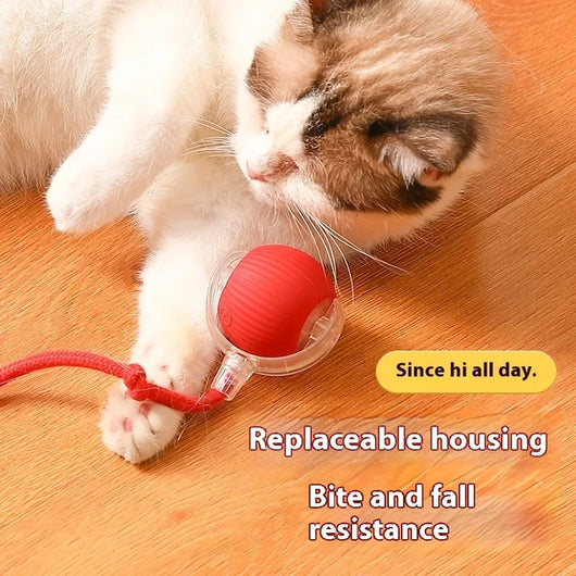 Cat Play Toys