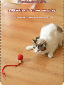 Cat Play Toys