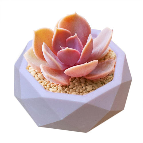 Flower Plants Mould - OZN Shopping