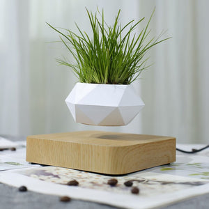 Floating Plants Home Decor - OZN Shopping