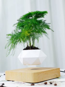 Floating Plants Home Decor