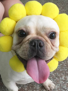 Cute Cat & Dogs Sunflower Head Cap - Hat