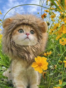 Cat Lion Head Cap Wig