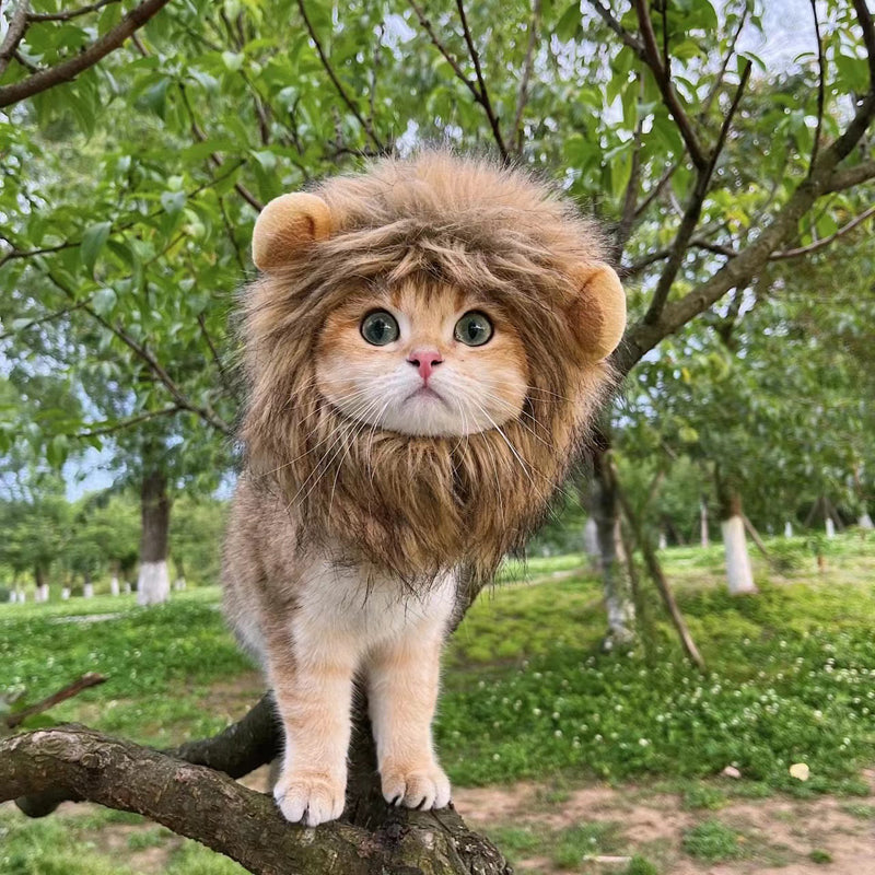 Cat Lion Head Cap Wig