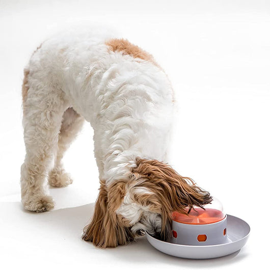 Dog Cat Slow Feeder Bowl Pet Food