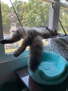 Cat Hanging Beds - Cat Hammock