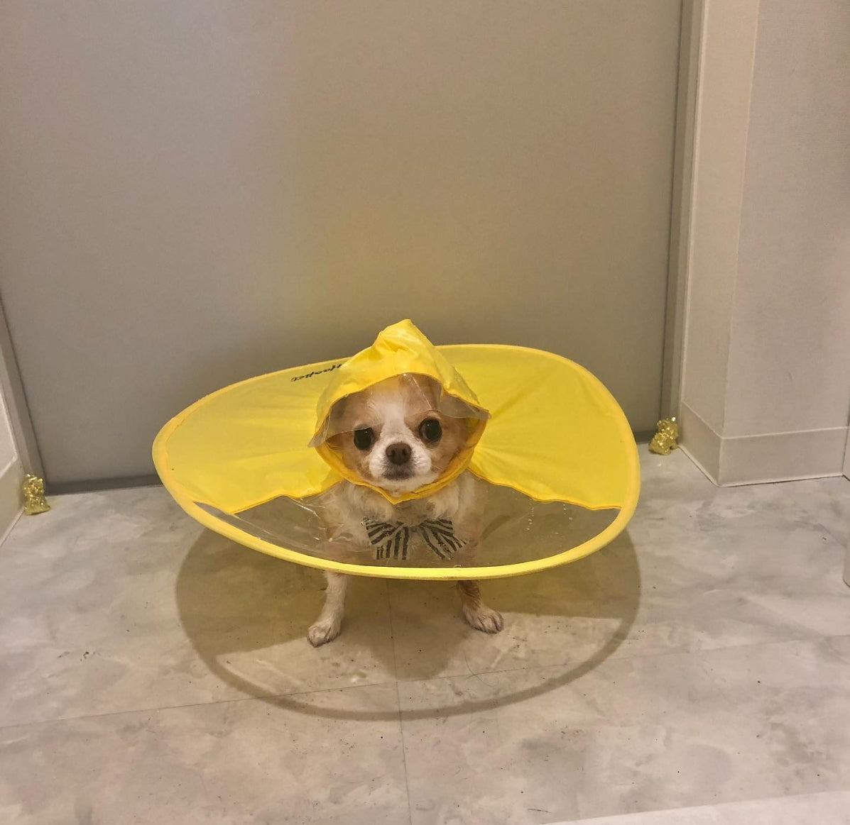 Dog Waterproof Raincoat - OZN Shopping